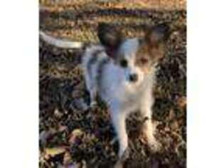 Papillon Puppy for sale in Griffithville, AR, USA