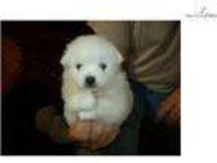 American Eskimo Dog Puppy for sale in Des Moines, IA, USA