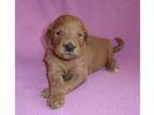 Goldendoodle Puppy for sale in Butler, OH, USA