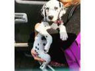 Dalmatian Puppy for sale in Houston, TX, USA