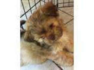 Mutt Puppy for sale in Fairview, TN, USA