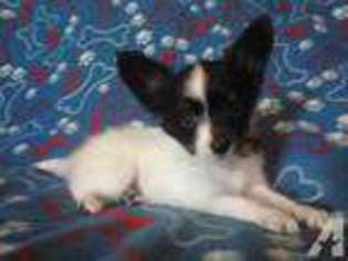 Papillon Puppy for sale in PALESTINE, TX, USA