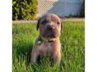 Cane Corso Puppy for sale in Grabill, IN, USA