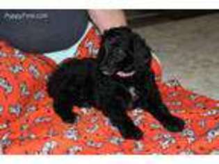 Brittany Puppy for sale in Tahuya, WA, USA