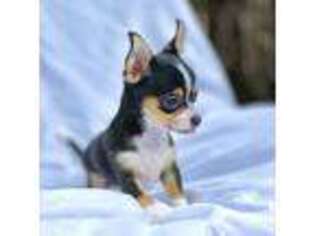 Chihuahua Puppy for sale in Wilsonville, OR, USA