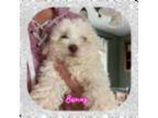 Bichon Frise Puppy for sale in Watertown, TN, USA