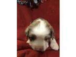 Miniature Australian Shepherd Puppy for sale in Diamond, MO, USA