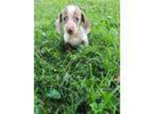 Dachshund Puppy for sale in Rushville, IN, USA