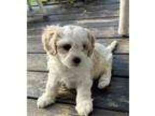 Cavachon Puppy for sale in Lancaster, KY, USA