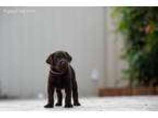 Labrador Retriever Puppy for sale in Land O Lakes, FL, USA