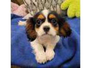 Cavalier King Charles Spaniel Puppy for sale in Winston Salem, NC, USA