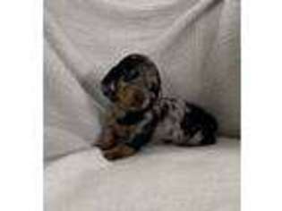 Dachshund Puppy for sale in La Vernia, TX, USA