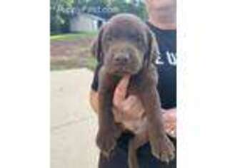Labrador Retriever Puppy for sale in Solon, IA, USA