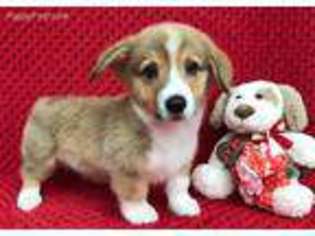 Pembroke Welsh Corgi Puppy for sale in Blountville, TN, USA