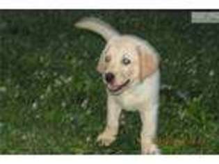 Labrador Retriever Puppy for sale in Chattanooga, TN, USA