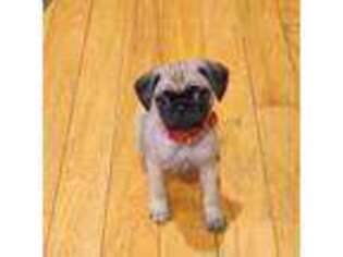 Pug Puppy for sale in West Warwick, RI, USA