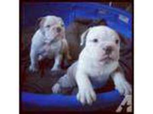 Olde English Bulldogge Puppy for sale in WALLER, TX, USA