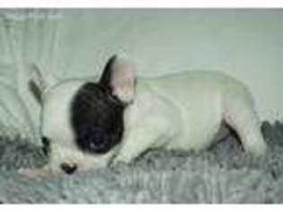 French Bulldog Puppy for sale in Wylie, TX, USA