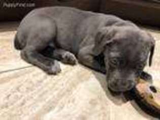 Cane Corso Puppy for sale in Medford, NY, USA