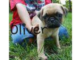 Pug Puppy for sale in Manheim, PA, USA