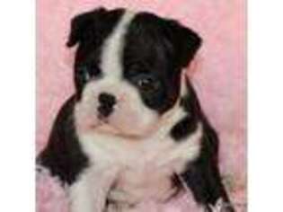Boston Terrier Puppy for sale in Dallas, TX, USA