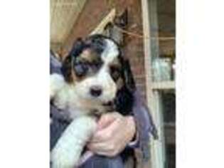 Mutt Puppy for sale in Warrior, AL, USA