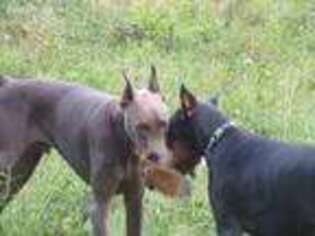 Doberman Pinscher Puppy for sale in Crossville, TN, USA