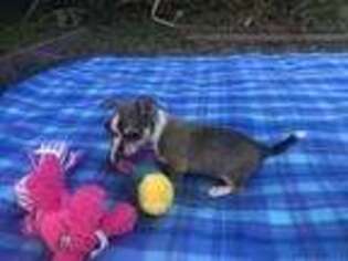 Chihuahua Puppy for sale in Summerfield, FL, USA