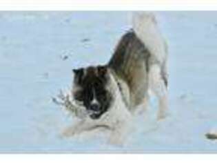 Akita Puppy for sale in Rupert, ID, USA