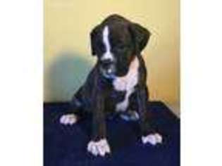 Boxer Puppy for sale in Cochranville, PA, USA