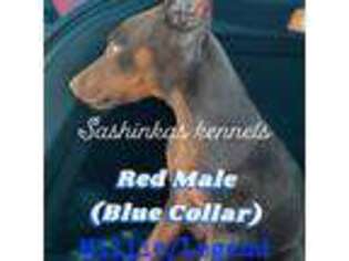 Doberman Pinscher Puppy for sale in Athens, AL, USA