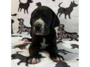 Great Dane Puppy for sale in Zion, IL, USA