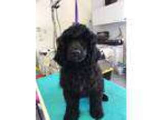 Portuguese Water Dog Puppy for sale in Neenah, WI, USA