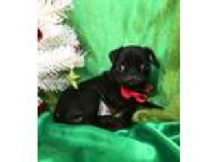 Pug Puppy for sale in Summerfield, NC, USA