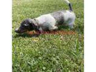 Dachshund Puppy for sale in Bryceville, FL, USA