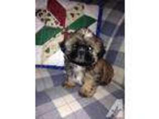 Mutt Puppy for sale in SYKESVILLE, MD, USA