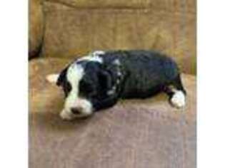 Mutt Puppy for sale in Copan, OK, USA