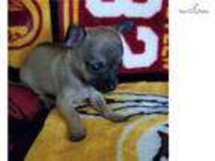 Chihuahua Puppy for sale in Frederick, MD, USA