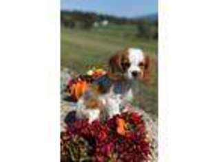Cavalier King Charles Spaniel Puppy for sale in Raphine, VA, USA