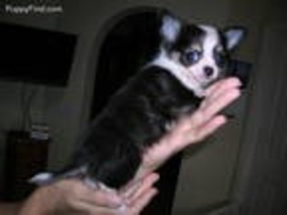 Chihuahua Puppy for sale in Las Cruces, NM, USA