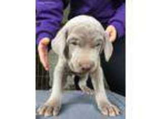 Weimaraner Puppy for sale in Monmouth, OR, USA