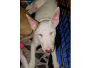 Bull Terrier Puppy for sale in Long Beach, CA, USA