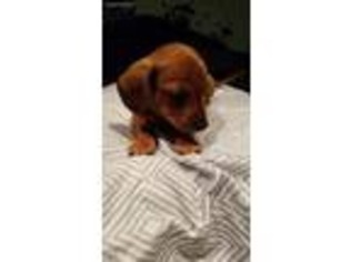 Dachshund Puppy for sale in Mchenry, IL, USA