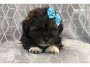 Havanese Puppy for sale in Lakeland, FL, USA