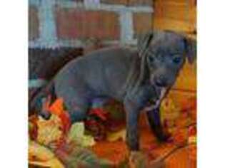 Italian Greyhound Puppy for sale in Colman, SD, USA