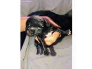 Pug Puppy for sale in Riverview, FL, USA