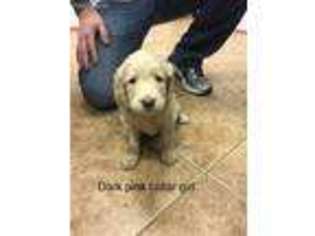 Goldendoodle Puppy for sale in London, KY, USA