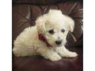 Bichon Frise Puppy for sale in Plymouth, IL, USA