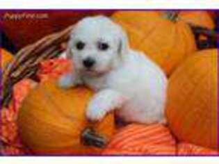 Bichon Frise Puppy for sale in Des Moines, IA, USA