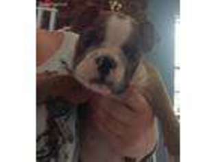 Bulldog Puppy for sale in Watts, OK, USA